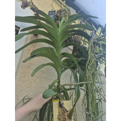 Vanda Gordon Dillon