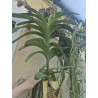 Vanda Gordon Dillon