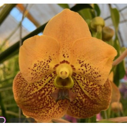 Vanda Apricot Brandy