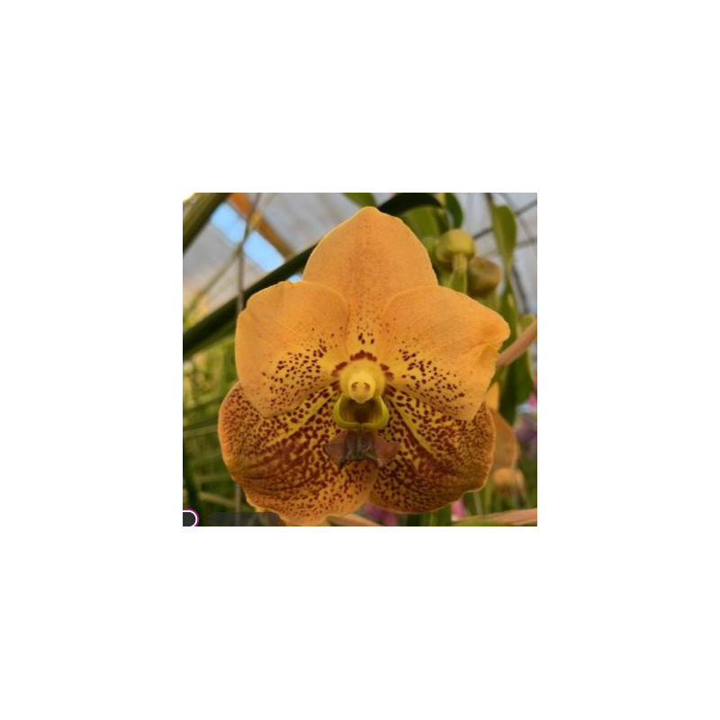 Vanda Apricot Brandy
