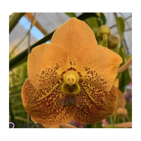 Vanda Apricot Brandy