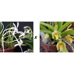 vanda (neofinetia falcata) x cristata alba - vanda Virgil