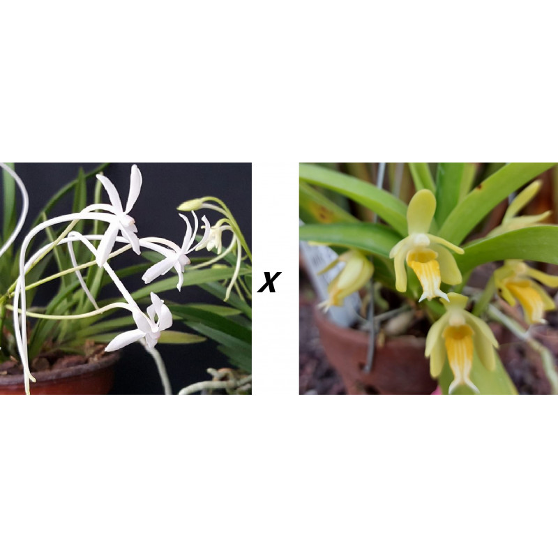 vanda (neofinetia falcata) x cristata alba - vanda Virgil