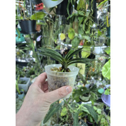 Neofinetia falcata