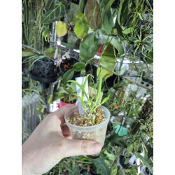 cattlianthe chocolate drop x brassavola perrinii