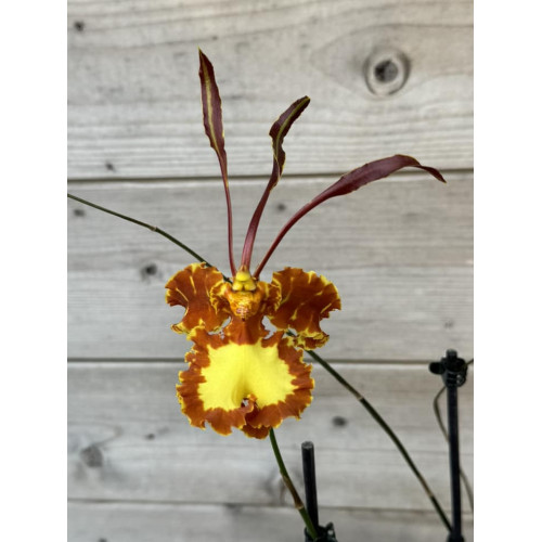 psychopsis papilio