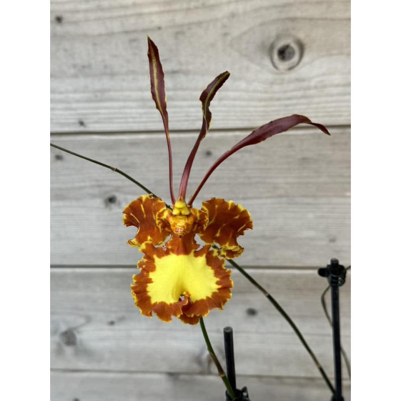 psychopsis papilio