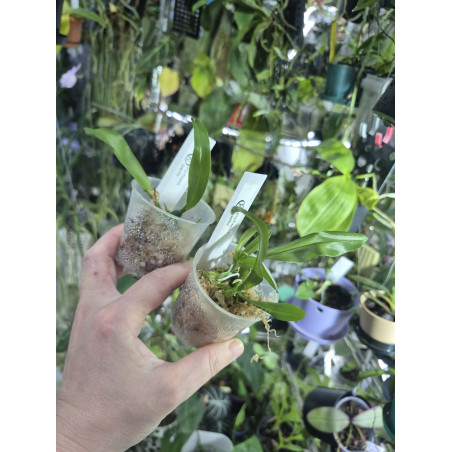psychopsis papilio