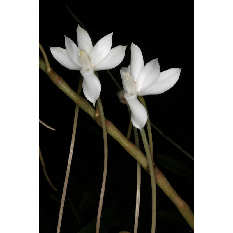 aerangis cryptodon