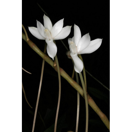 aerangis cryptodon