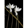 aerangis cryptodon
