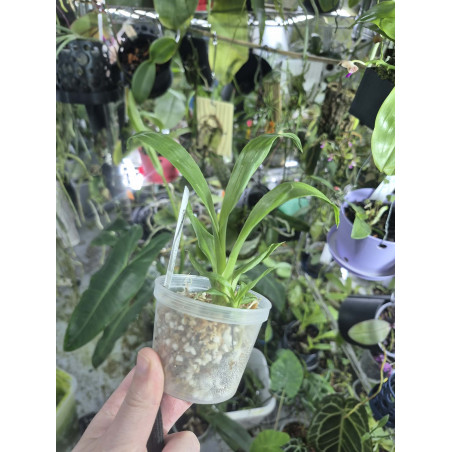 monnierara millennium magic witchcraft