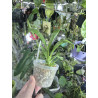 monnierara millennium magic witchcraft