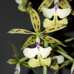 Flacon Orchidée / Orchid flask epidendrum stamfordianum