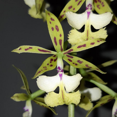 Flacon Orchidée / Orchid flask epidendrum stamfordianum