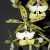 Flacon Orchidée / Orchid flask epidendrum stamfordianum