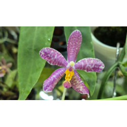 KAY ORCHID COLLECTION  - phalaenopsis pulchra x speciosa