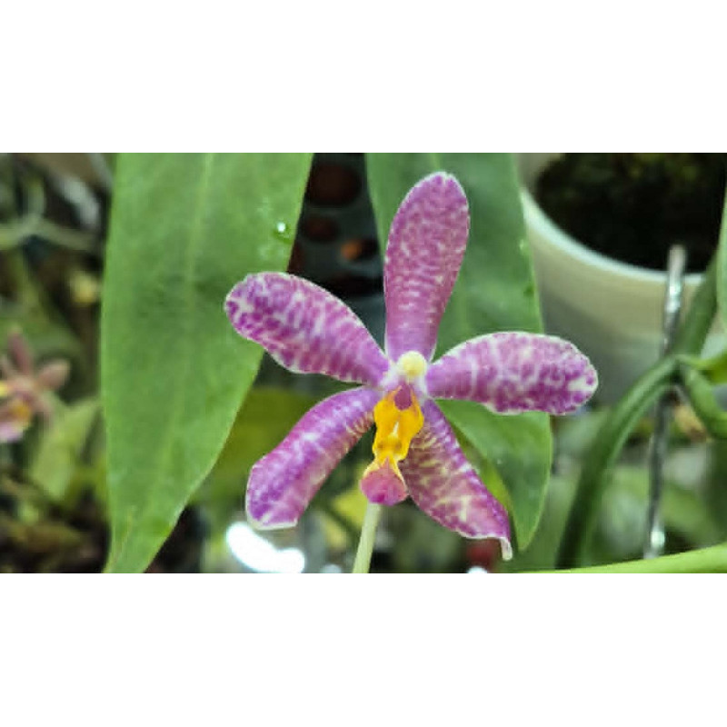 COLLECTION KAY ORCHID - phalaenopsis pulchra x speciosa