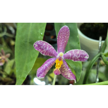 KAY ORCHID COLLECTION  - phalaenopsis pulchra x speciosa