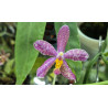 KAY ORCHID COLLECTION  - phalaenopsis pulchra x speciosa