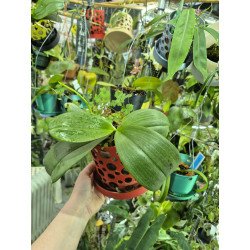 COLLECTION KAY ORCHID - phalaenopsis pulchra x speciosa