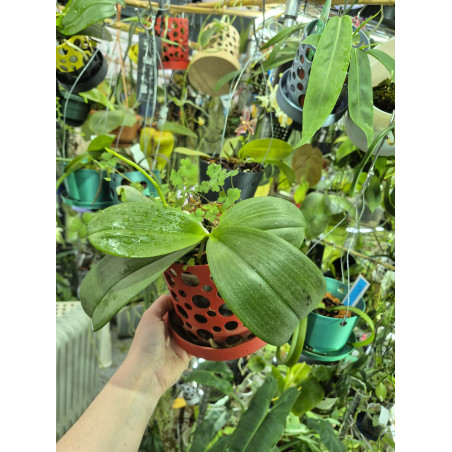 KAY ORCHID COLLECTION  - phalaenopsis pulchra x speciosa