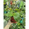 KAY ORCHID COLLECTION  - phalaenopsis pulchra x speciosa