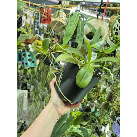 COLLECTION KAY ORCHID - Phalaenopsis pulchra