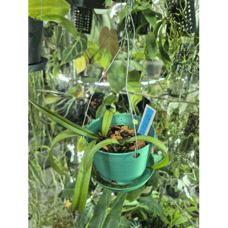 holcoglossum subulifolium x phalaenopsis stuartiana + 3D pot