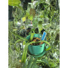 holcoglossum subulifolium x phalaenopsis stuartiana + pot 3D