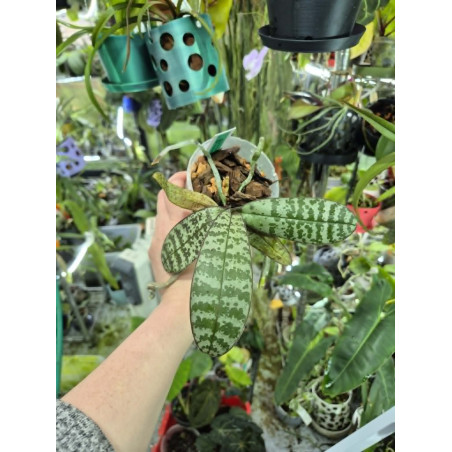 phalaenopsis philippinensis