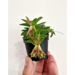epidendrum schlechterianum