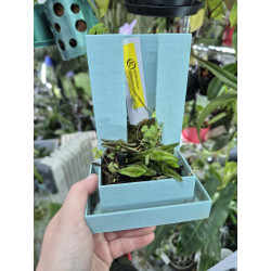 epidendrum schlechterianum