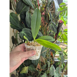 COLLECTION KAY ORCHID - phalaenopsis cornu-cervi thalebanii "Strub" x chattalade "Strub" - SMDOG