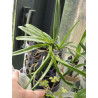 KAY ORCHID COLLECTION  - renanthera philippinensis x vanda falcata