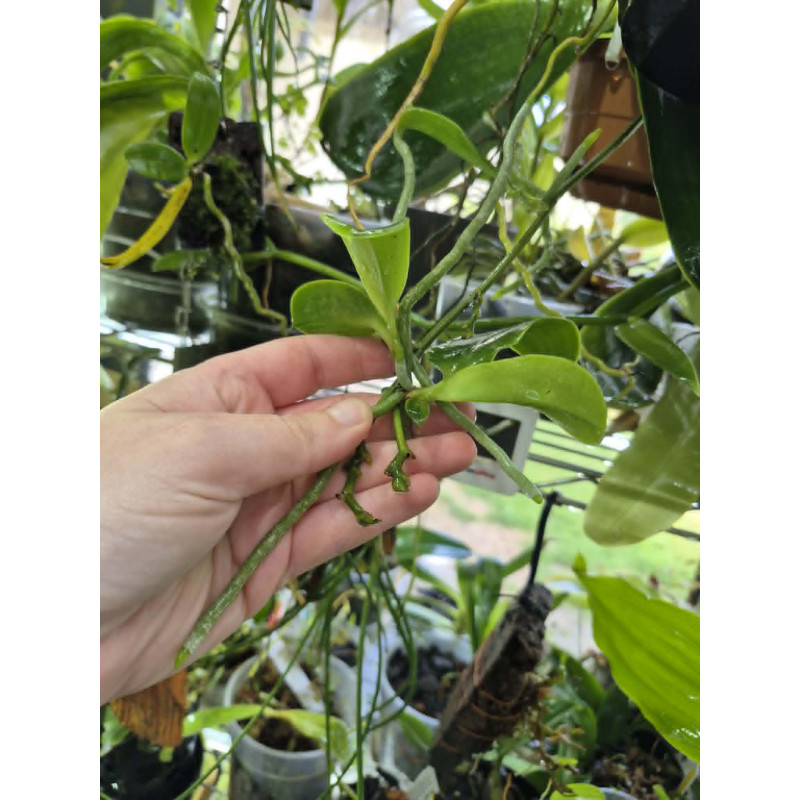 COLLECTION KAY ORCHID - Phalaenopsis fasciata keiki x 2