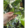COLLECTION KAY ORCHID - Phalaenopsis fasciata keiki x 2