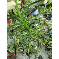 Vanda Apricot Brandy