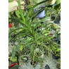 Vanda Apricot Brandy