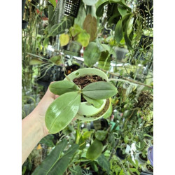 Phalaenopsis mannii black x schilleriana - Bronze maiden