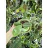 Phalaenopsis mannii black x schilleriana - Bronze maiden