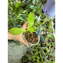 phalaenopsis pallens var. denticulata - keiki