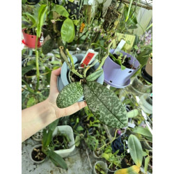 COLLECTION KAY ORCHID - Phalaenopsis schilleriana