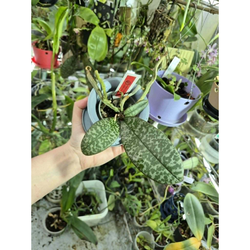 KAY ORCHID COLLECTION  - Phalaenopsis schilleriana