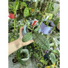 COLLECTION KAY ORCHID - Phalaenopsis schilleriana
