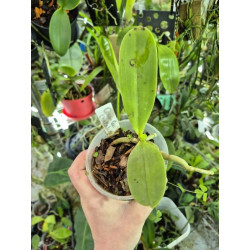 COLLECTION KAY ORCHID - Phalaenopsis cornu-cervi chattalade
