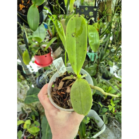 COLLECTION KAY ORCHID - Phalaenopsis cornu-cervi chattalade