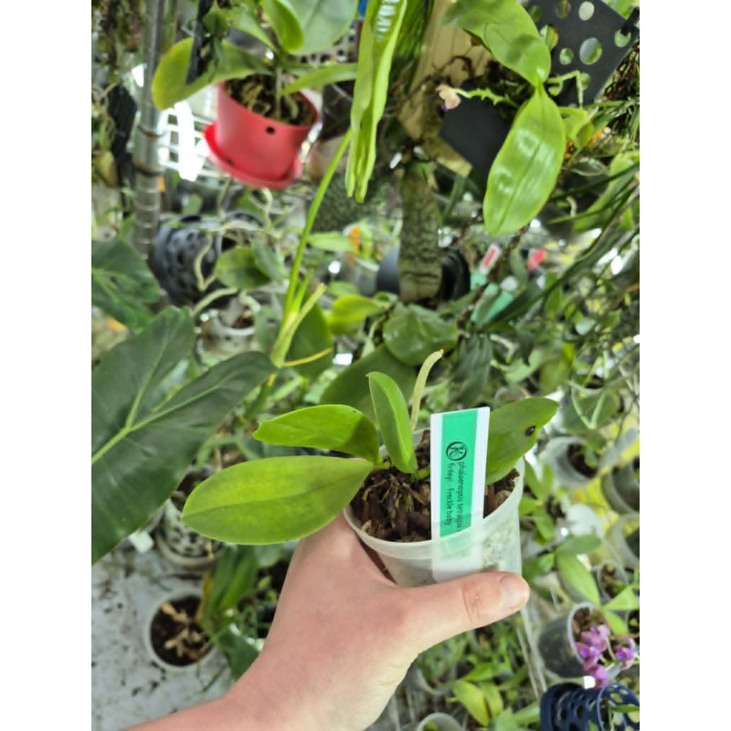 KAY ORCHID COLLECTION  - phalaenopsis finleyi x tetraspis x 2