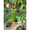COLLECTION KAY ORCHID - phalaenopsis finleyi x tetraspis x 2