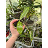 phalaenopsis speciosa x mannii black